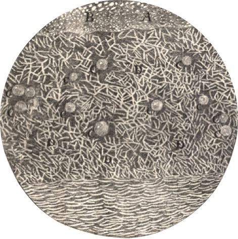 The underside of a rosemary leaf, from Robert Hooke's discussion of naturally occurring complex forms. Micrographia (London, 1665): Plate XIV.